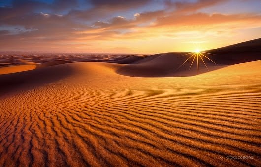Camel in the Sahara Desert